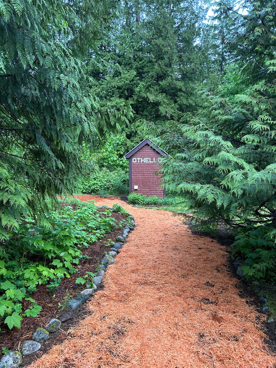 A soft forest path winding through the evergreens